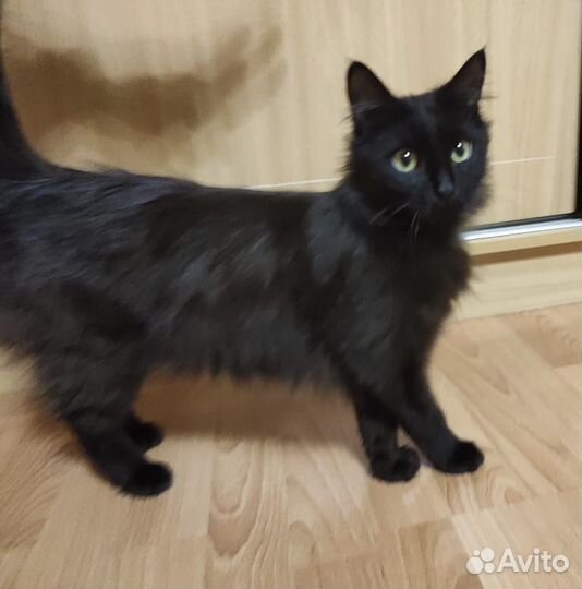 Котик Уголек в добрые руки