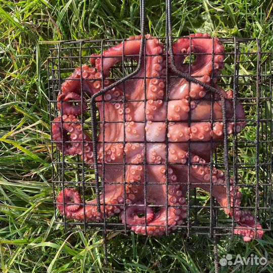 Сырой и Копченый Осьминог