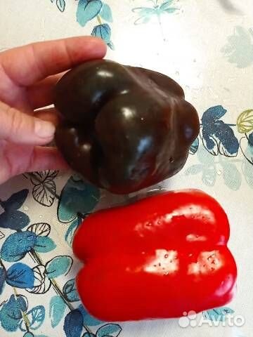 Семена сортового сладкого перца