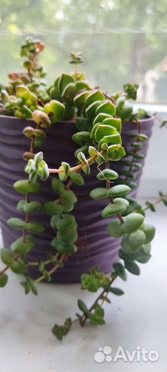 Домашние растения