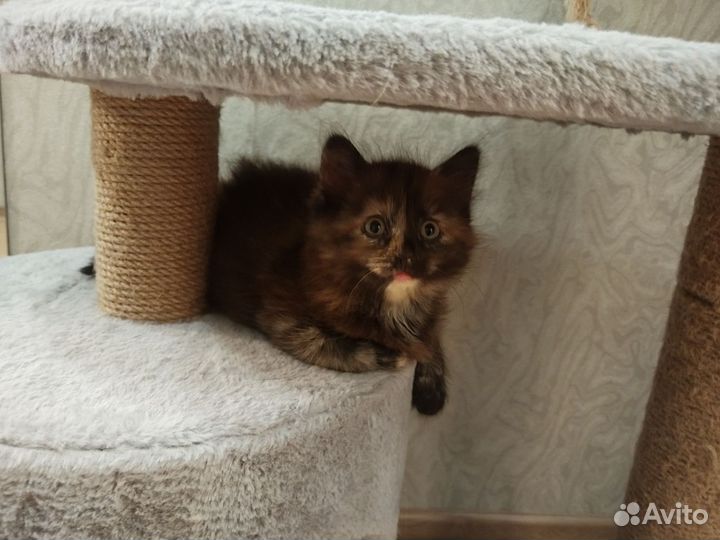 Сибирская кошечка