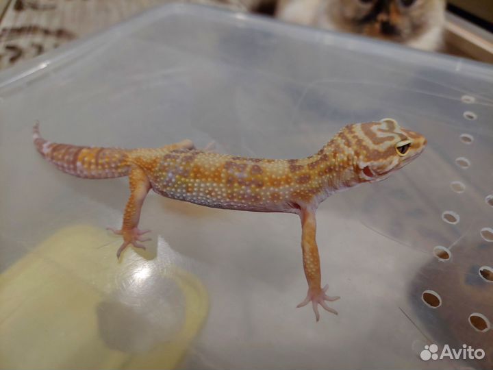 Продаю эублефара