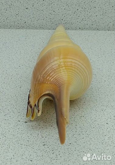 Тибия Фусус 17,7 морская ракушка раковина