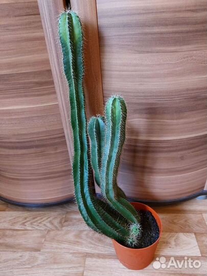 Кактус 68 см от пола