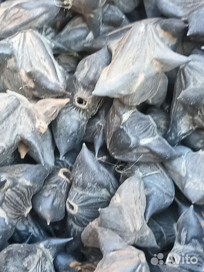 Водяной орех.Чилим