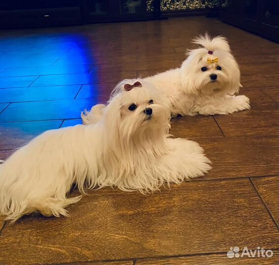 Мальтезе вязка