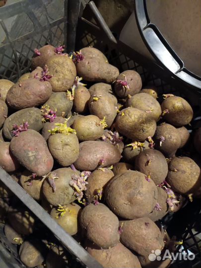 Семенной картофель