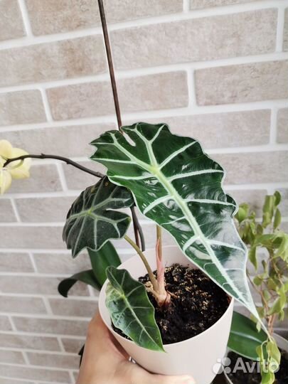 Аллоказия Полли (бронь для Екатерины)