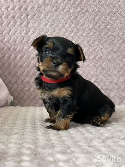 Йоркширский терьер мини щенки