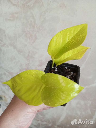 Эпипремнум неон