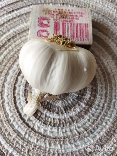 Чеснок яровой