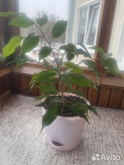 Комнатные цветы