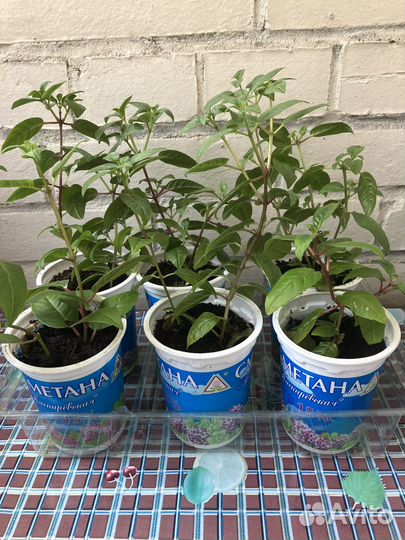 Фуксия Балерина,укорененные черенки