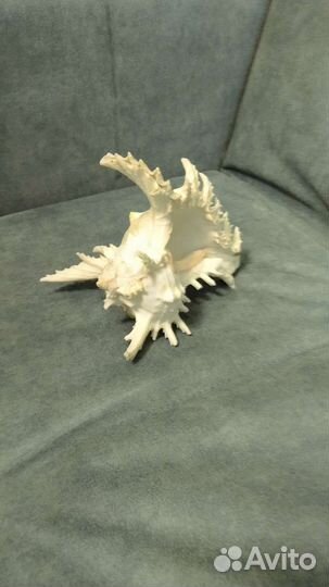 Ракушка морская большая