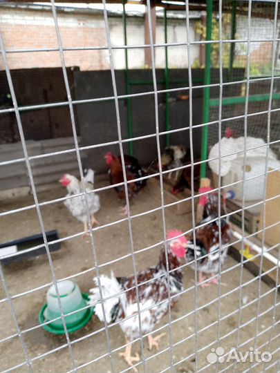 Ливенские ситцевые