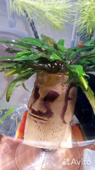 Аквариумные растения Криптокорина, Роголистник