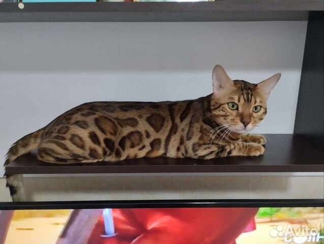 Бенгальский кот вязка объявление продам