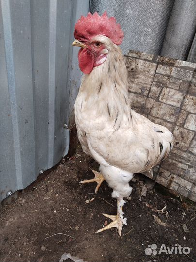 Молодые петухи