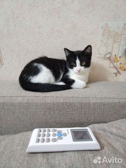 Котенок в добрые руки