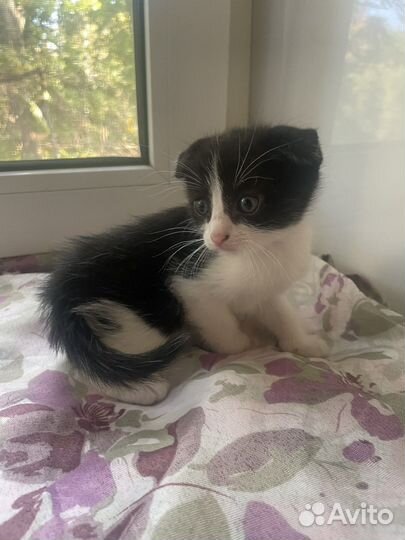 Котенок мальчик