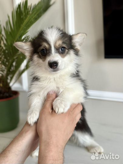 Щенки Вельш-корги пемброк с документами РКФ