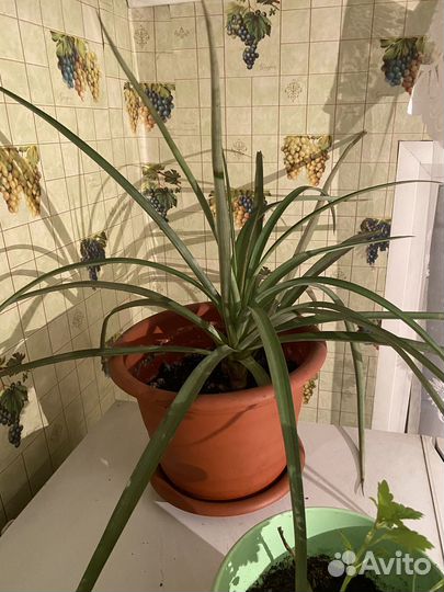 Комнатный ананас