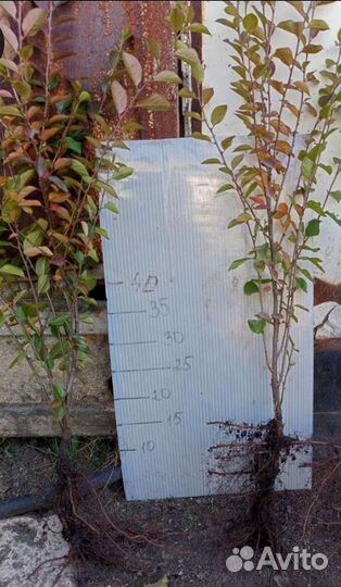 Саженцы кизильника блестящего