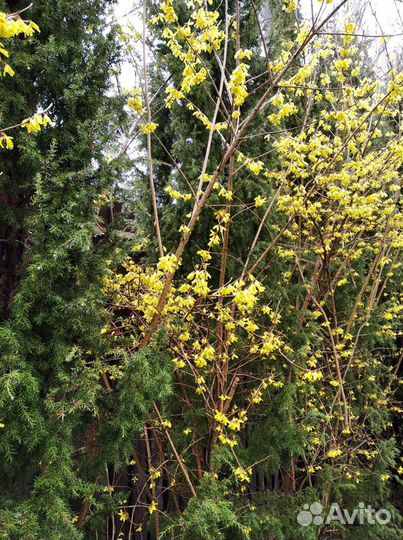 Саженец форзиции