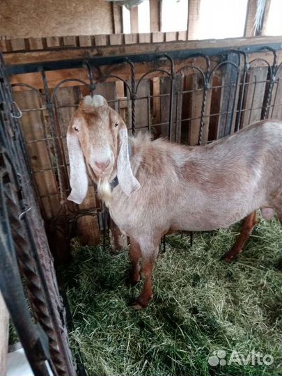 Козы козлята