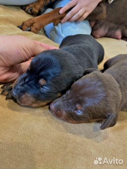 Щенки добермана