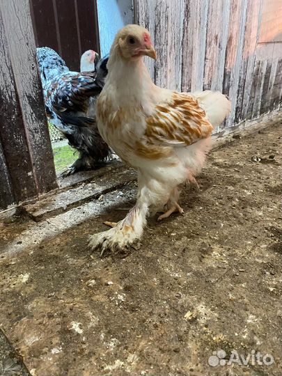 Подрощенные цыплята брамы и куры несушки