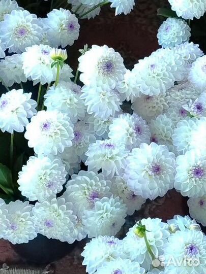 Георгина Эвелин корни