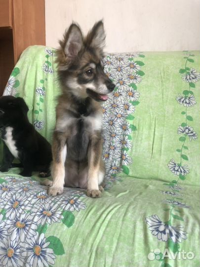 Щенок в добрые руки