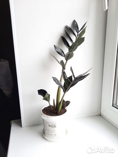 Замиокулькас черный равен