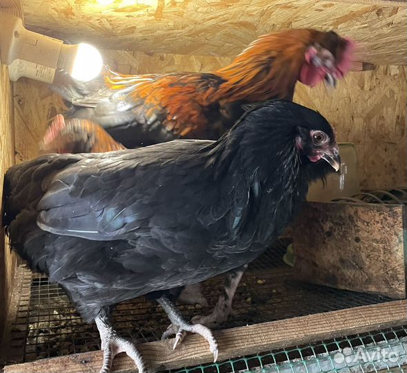 Куры черно медный маран, Гуси Линда