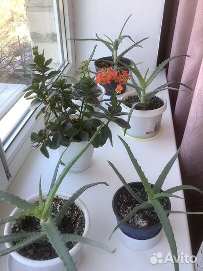 Алое, коланхое