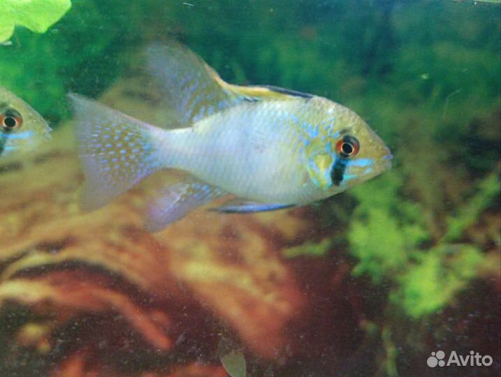 Рыбки аквариумные