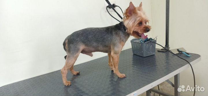 Стрижка собак и кошек