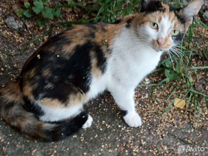 Милая юная кошечка Анфиса в добрые руки