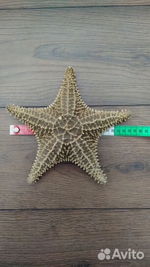 Звезда морская