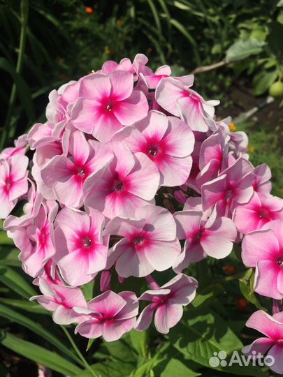 Флокс метельчатый разные сорта