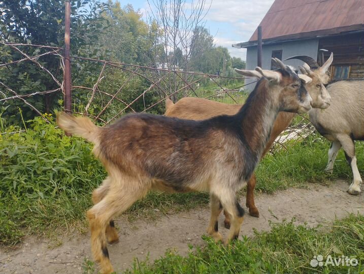 Козы и козлята