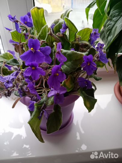 Фиалка в горшках