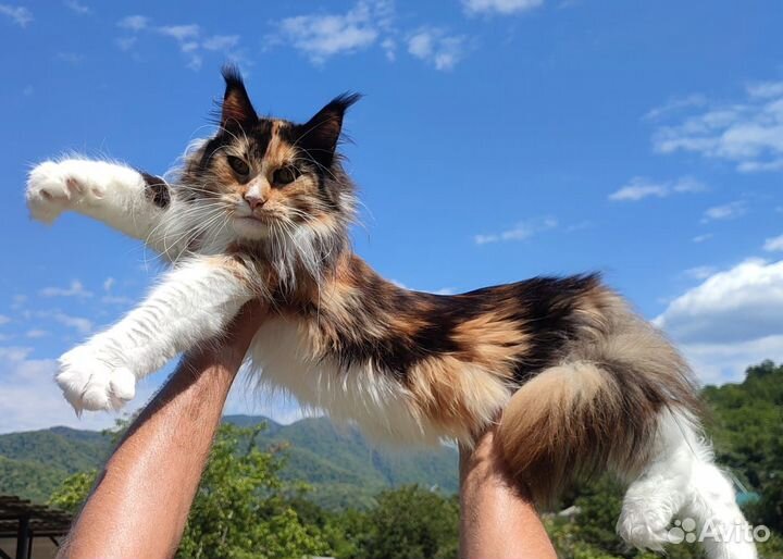 Кошечка Мейн кун