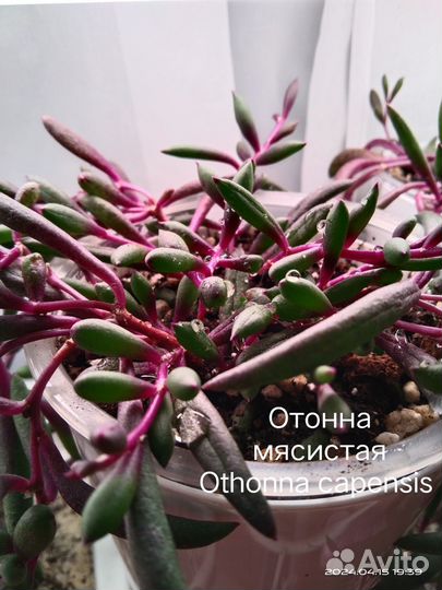 Комнатные растения