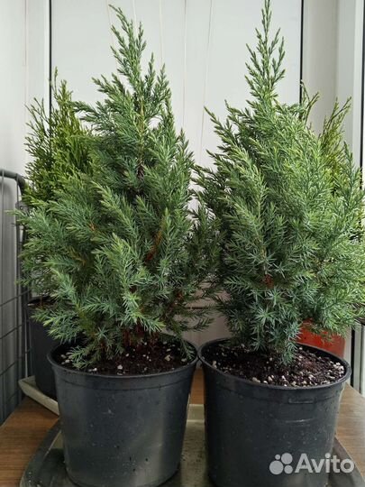 Можжевельник Китайский Стрикта