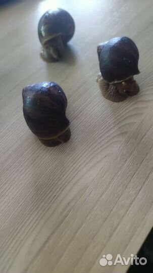 Улитки ахатины бесплатно