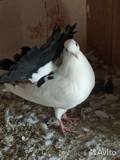 Продажа голубей