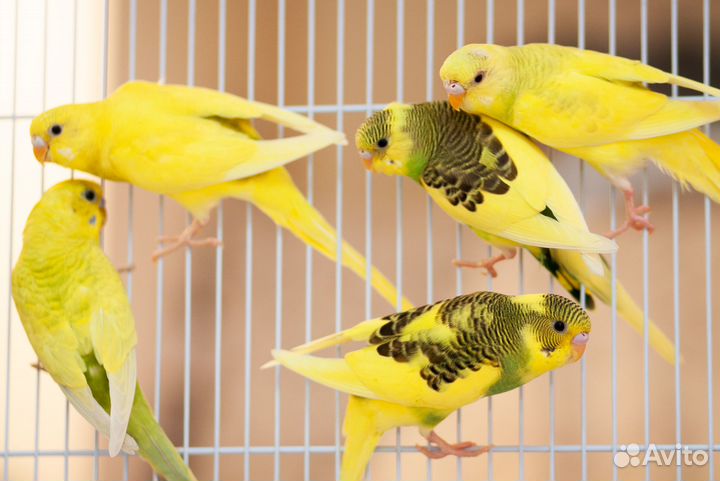 Волнистый попугай жёлтые птенцы