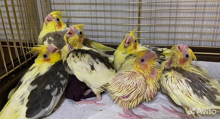 Птенцы кореллы